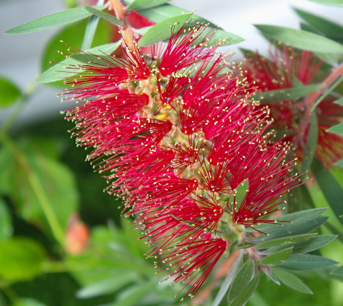Bottlebrush (Callistemon salignus) - Ladybird Nursery
