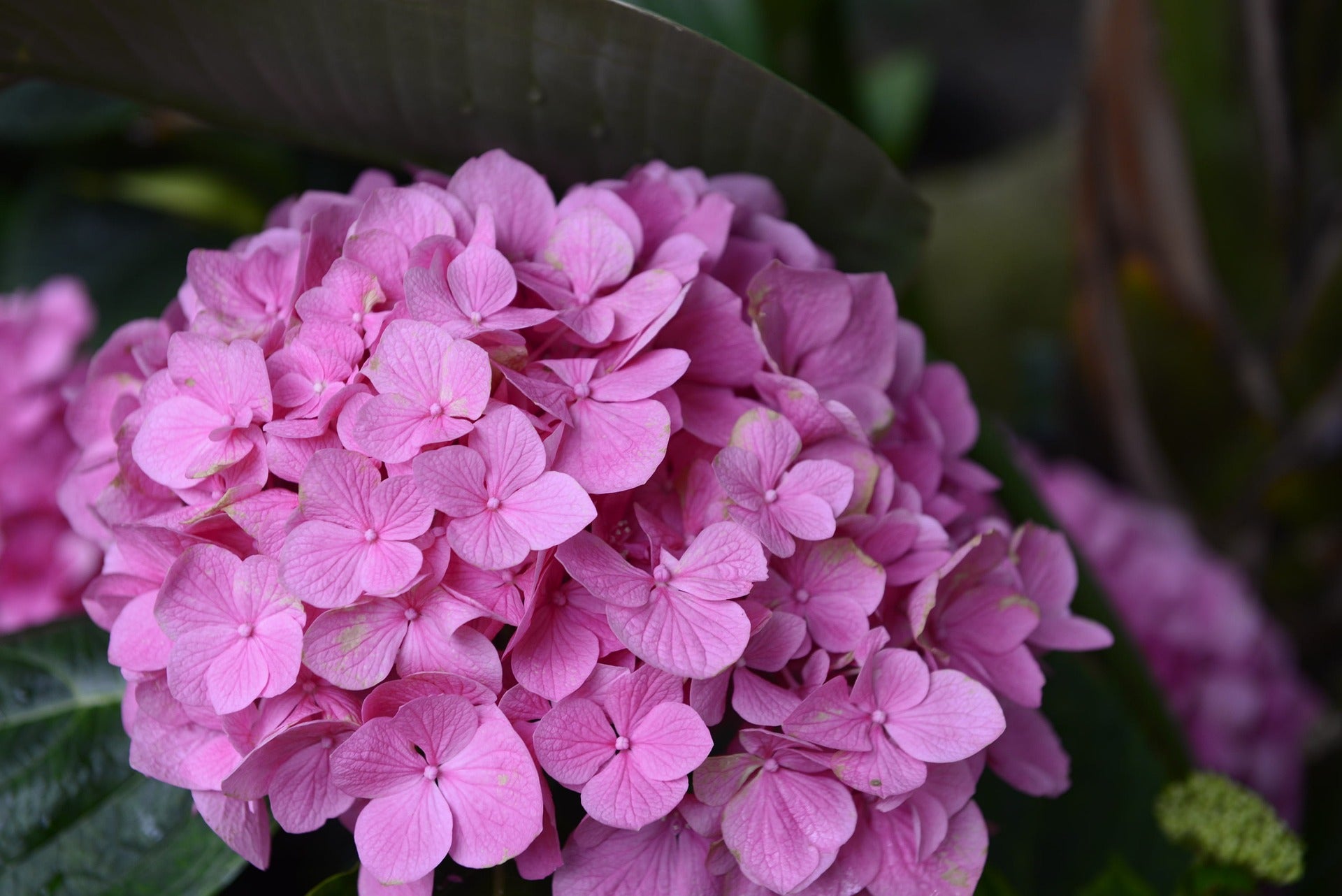 Bigleaf Hydrangea Pink (Hydrangea macrophylla)