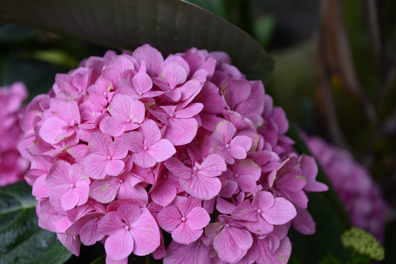 Bigleaf Hydrangea Pink (Hydrangea macrophylla)
