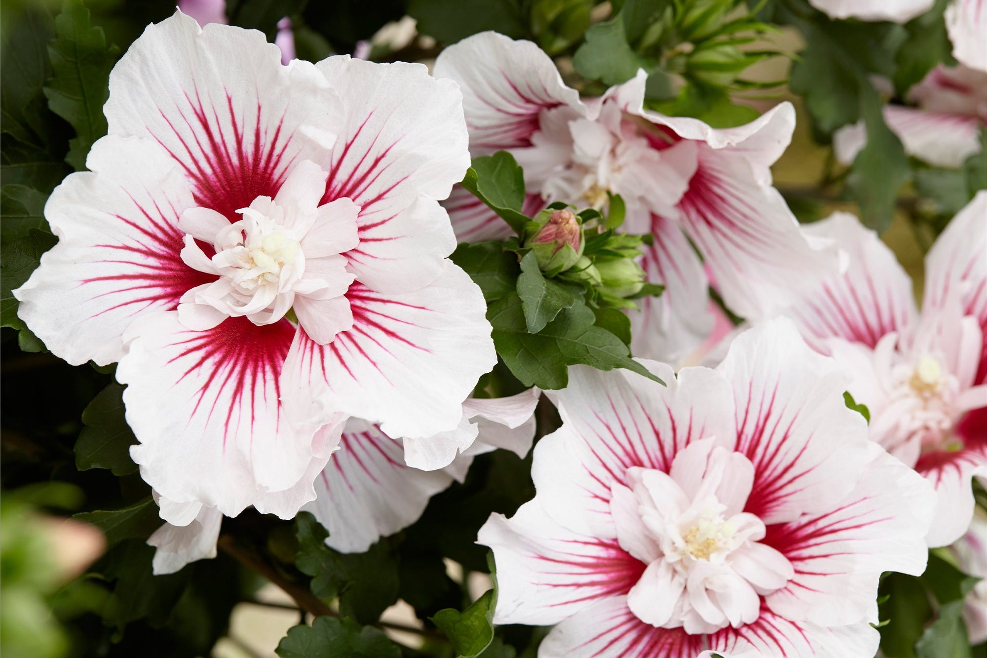Rose of Sharon Deep Pink (Hibiscus syriacus) - Ladybird Nursery