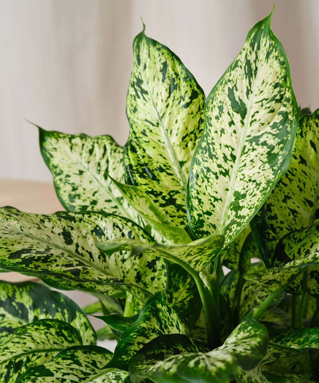 Dieffenbachia 'Perfection' - Ladybird Nursery