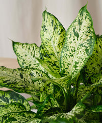 Dieffenbachia compacta