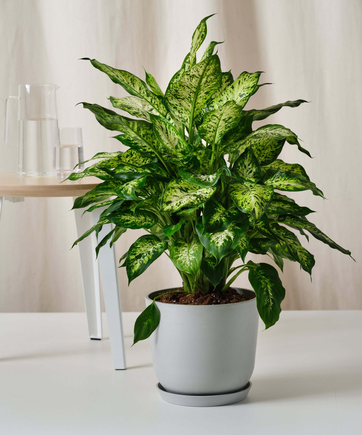Dieffenbachia compacta