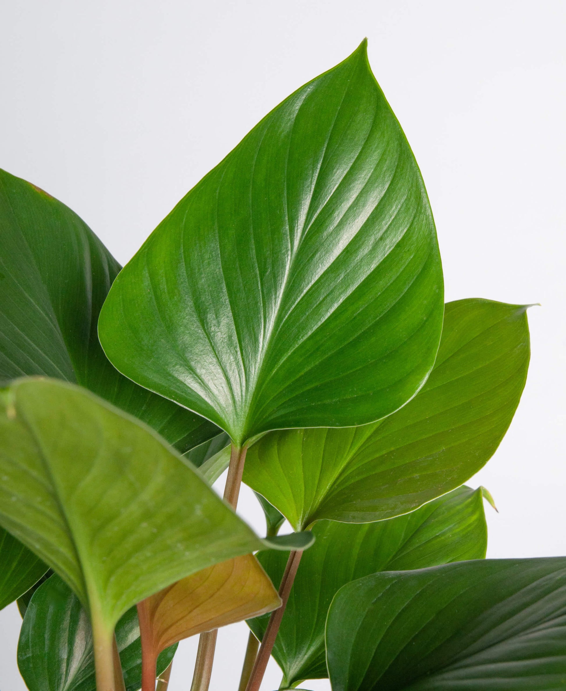 Homalomena Green Form (Homalomena spp.)