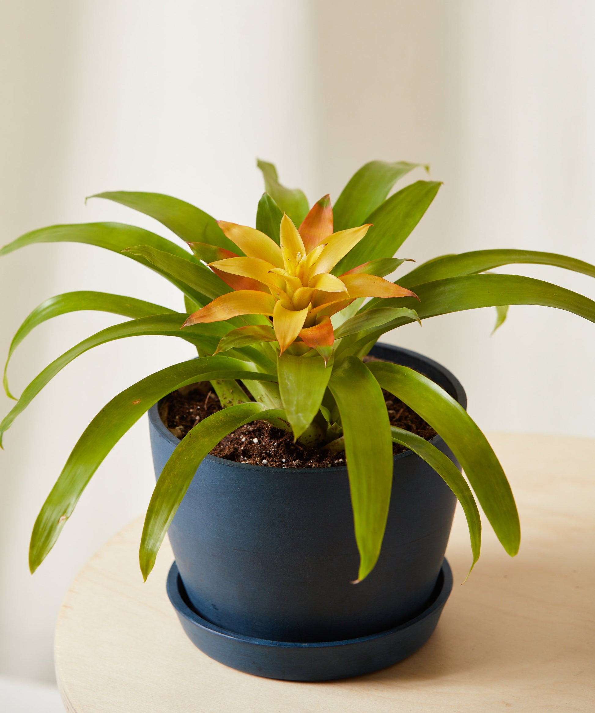Guzmania spp. Yellow Bromeliad