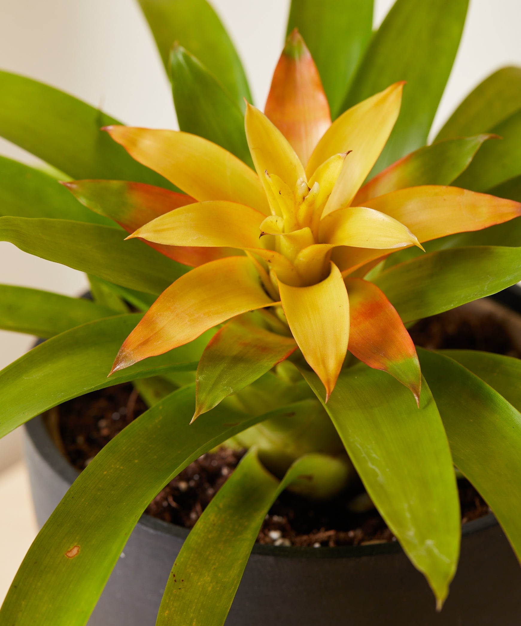 Guzmania spp. Yellow Bromeliad - Ladybird Nursery
