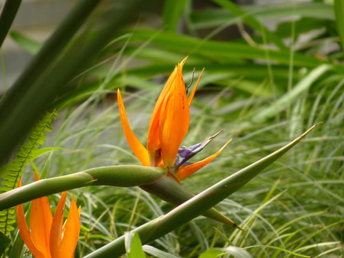 Bird of Paradise Mandelas Gold (Strelitzia reginae) - Ladybird Nursery