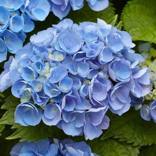 Hydrangea Blue - Ladybird Nursery