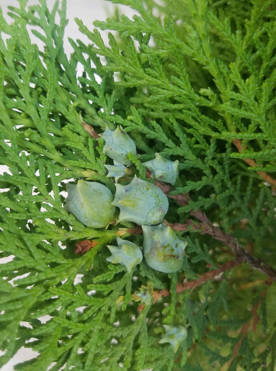 Blue Cone Arborvitae (Thuja orientalis) - Ladybird Nursery