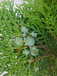 Blue Cone Arborvitae (Thuja orientalis) - Ladybird Nursery