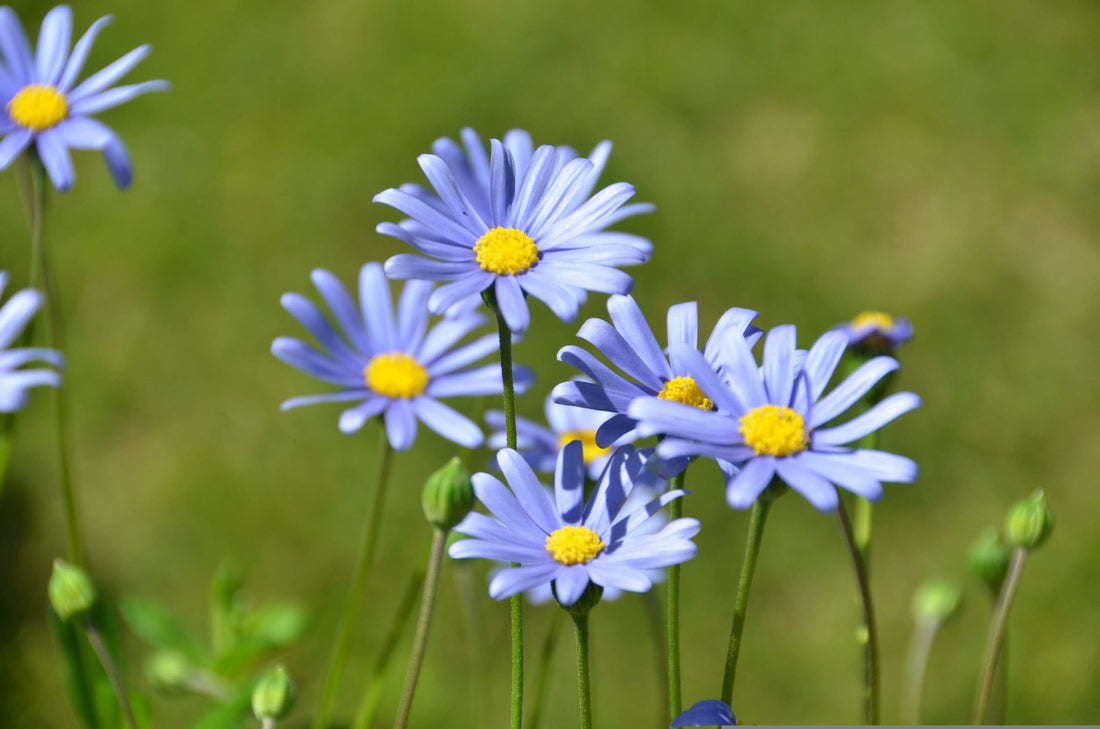 Blue Felicia (Felicia amelloides) - Ladybird Nursery