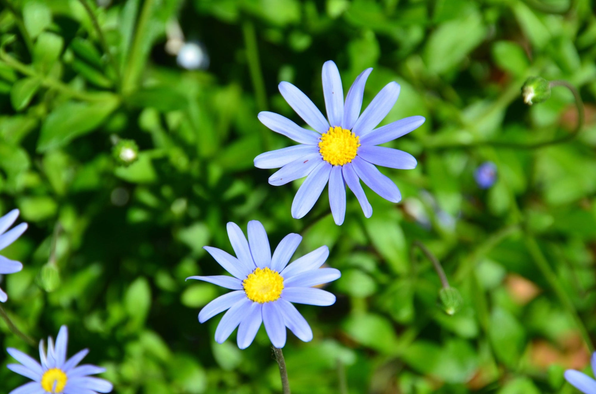 Blue Felicia (Felicia amelloides) - Ladybird Nursery