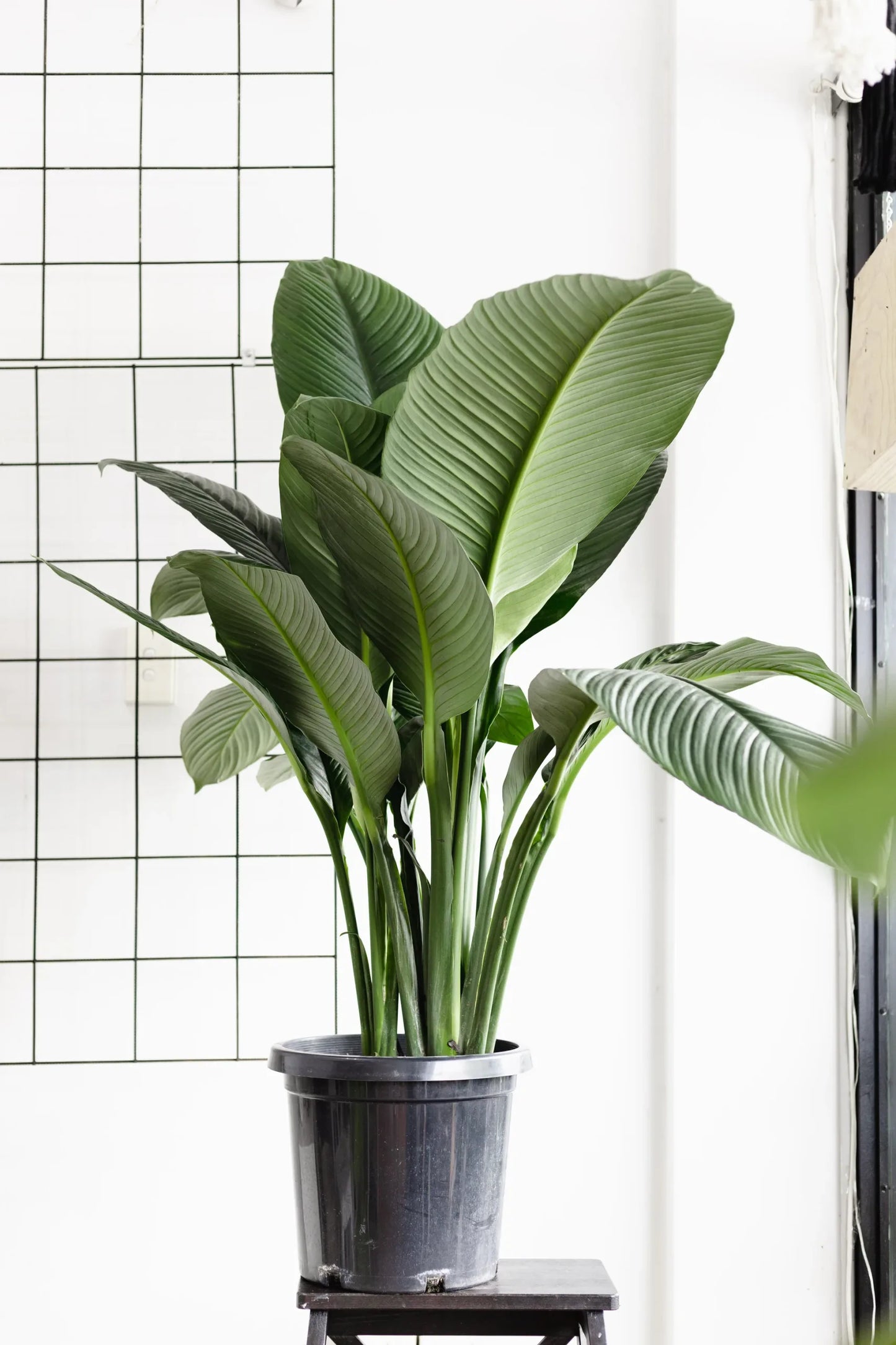 Peace Lily Blue Moon (Spathiphyllum)