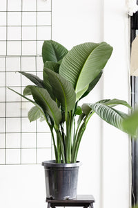 Peace Lily Blue Moon (Spathiphyllum) - Ladybird Nursery