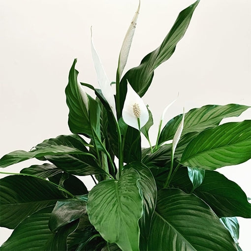 Peace Lily Blue Moon (Spathiphyllum)