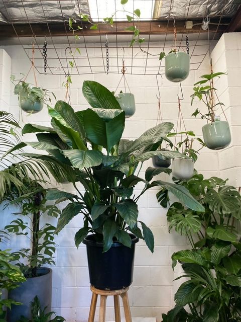 Peace Lily Blue Moon (Spathiphyllum)