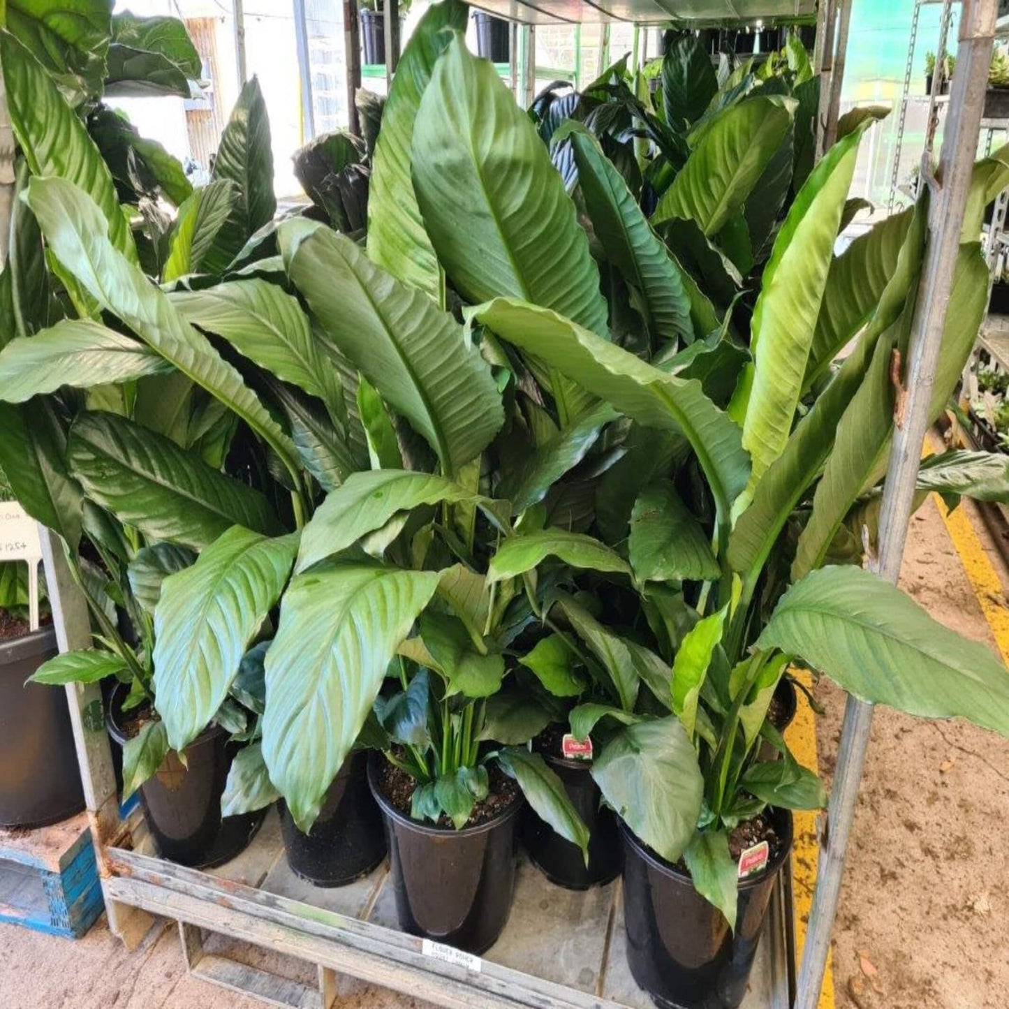 Peace Lily Blue Moon (Spathiphyllum)