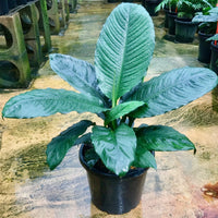 Peace Lily Blue Moon (Spathiphyllum)