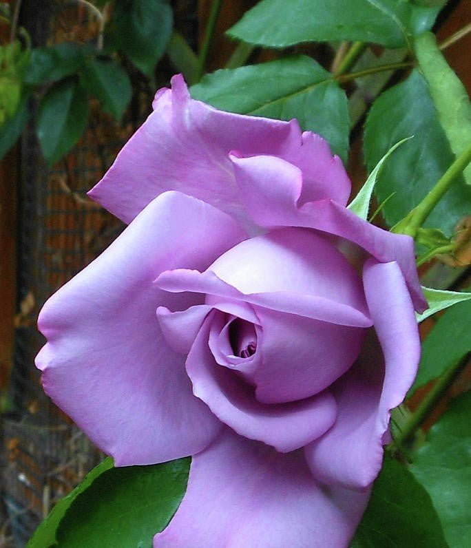 Rose Regensberg 2 ft Standards (Rosa) - Ladybird Nursery