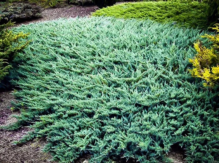 Creeping Juniper Blue Rug (Juniperus horizontalis) - Ladybird Nursery