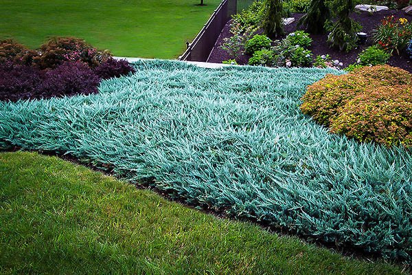 Creeping Juniper Blue Rug (Juniperus horizontalis) - Ladybird Nursery