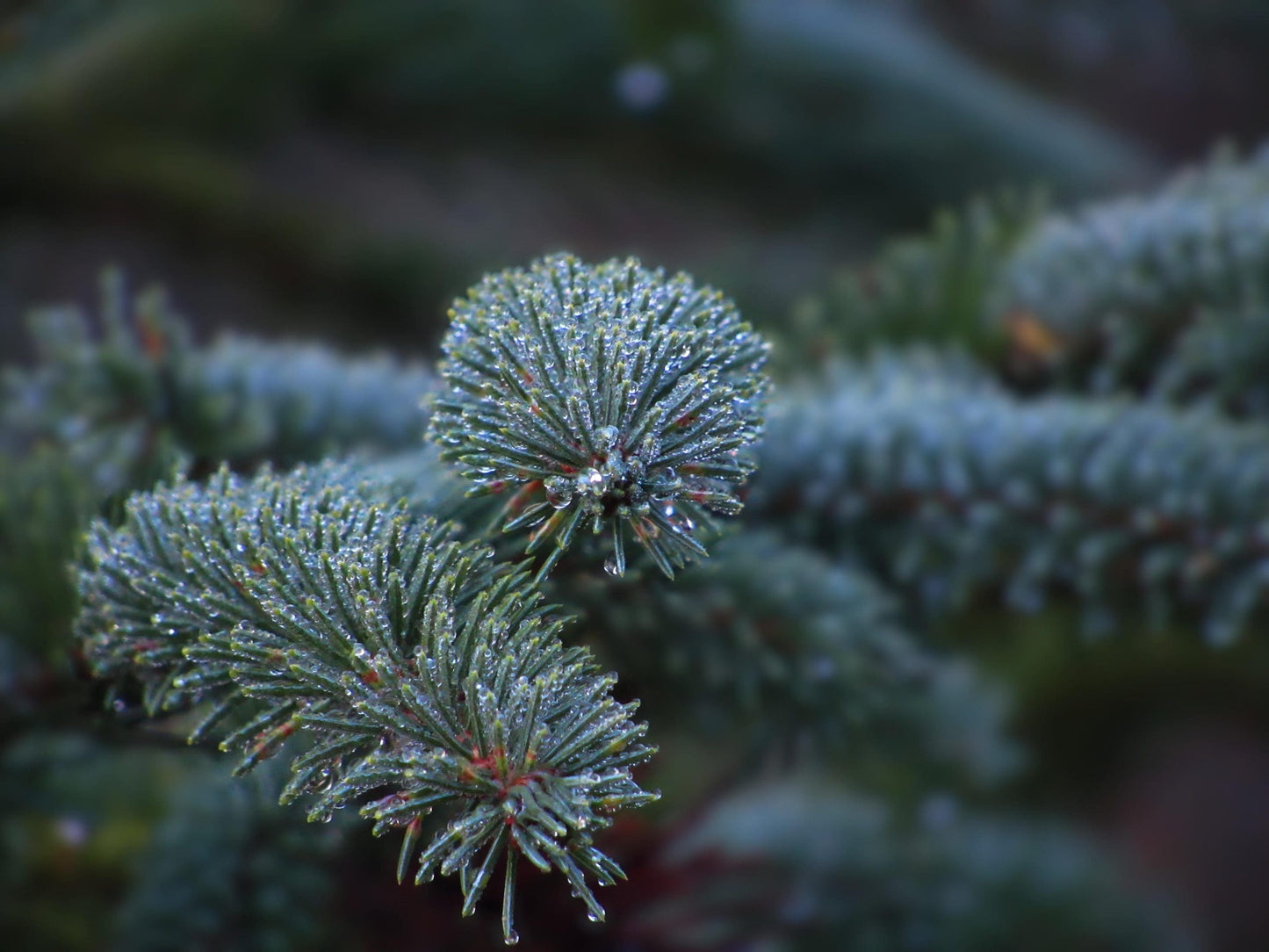 Blue Spruce Glauca (Picea pungens)