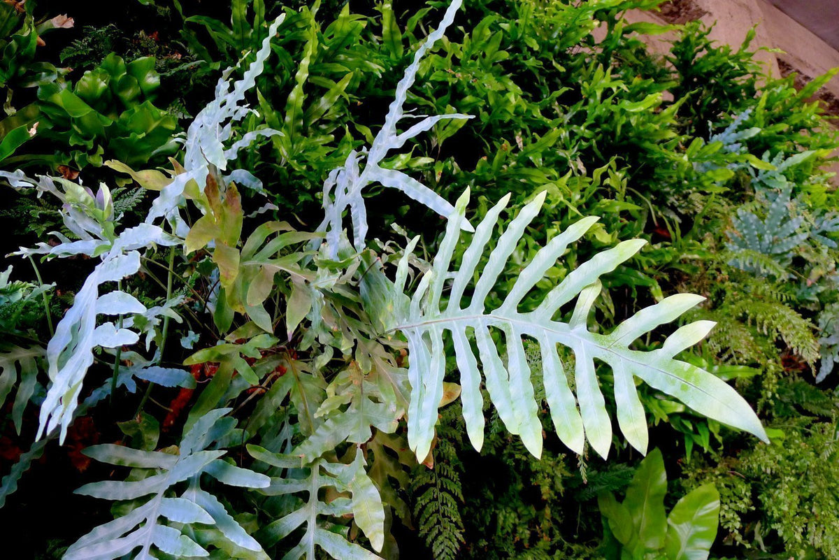 Fern 'Blue Star' (Phlebodium aureum) Plant – Buy Now! – Ladybird Nursery