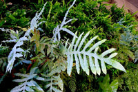 Blue Star Fern (Phlebodium aureum)
