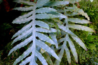 Blue Star Fern (Phlebodium aureum)