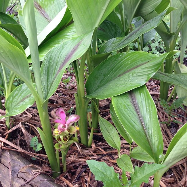 Blue Turmeric (Tumeric) - Ladybird Nursery