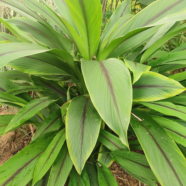 Blue Turmeric (Tumeric)