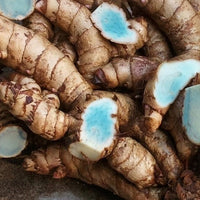 Blue Turmeric (Tumeric) - Ladybird Nursery