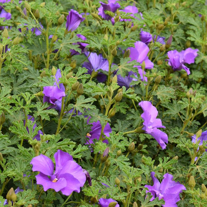 Native Hibiscus 'Blue Heeler' (Alyogyne huegelii)
