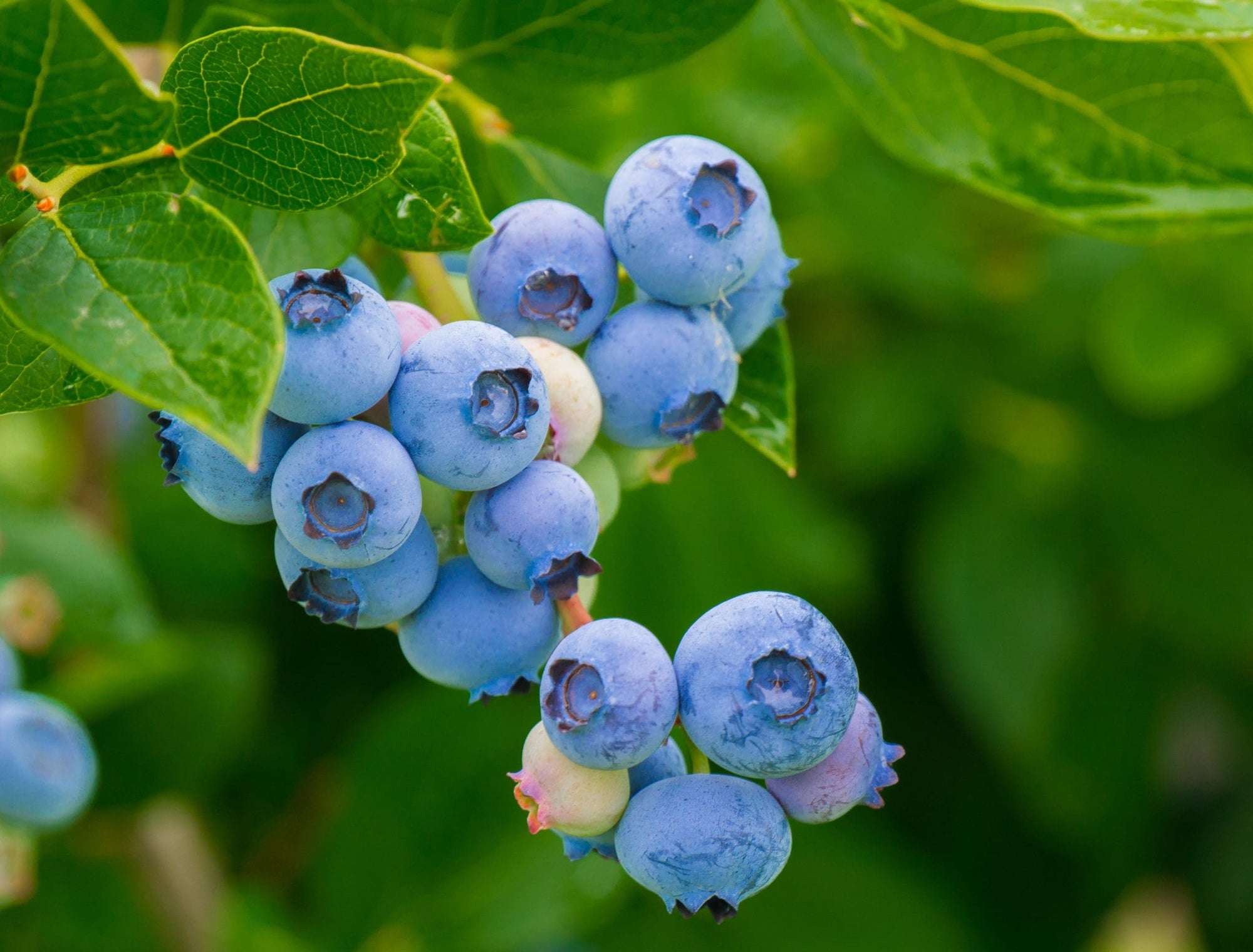Blueberry 'Brightwell' - Ladybird Nursery
