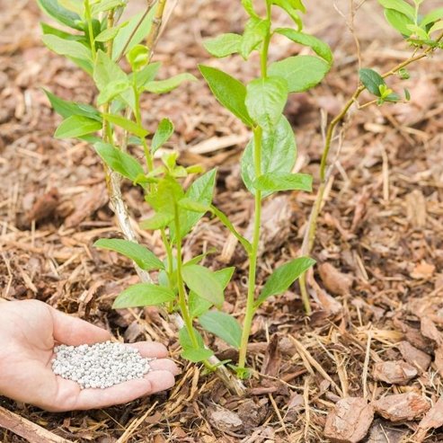 Blueberry Biloxi - Ladybird Nursery