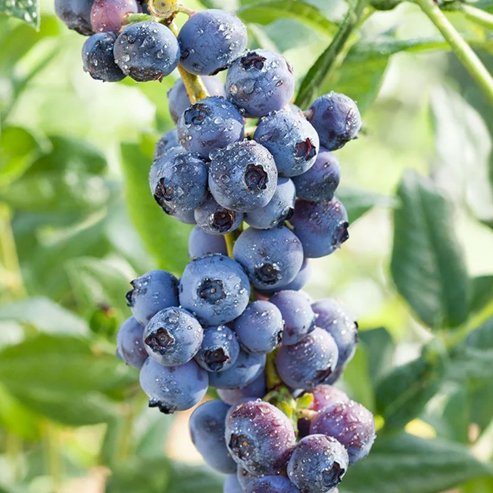 Blueberry Biloxi - Ladybird Nursery