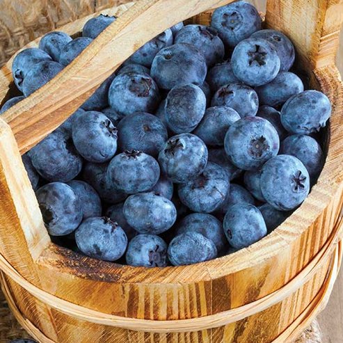 Blueberry Biloxi - Ladybird Nursery