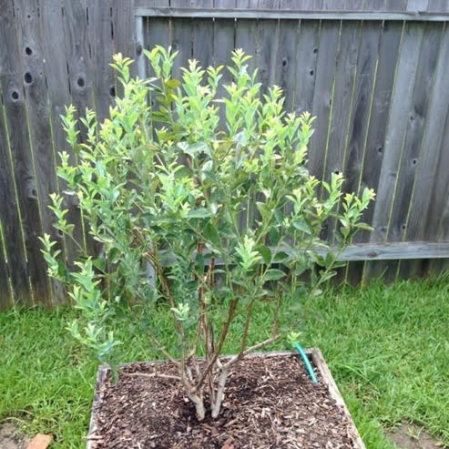 Blueberry Advanced size in 200mm Pots - Ladybird Nursery