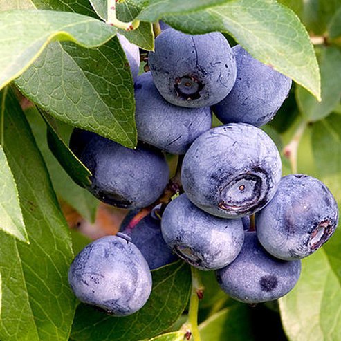 Blueberry Advanced size in 200mm Pots - Ladybird Nursery