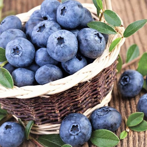 Blueberry Advanced size in 200mm Pots