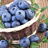 Blueberry Advanced size in 200mm Pots