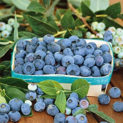 Blueberry Advanced size in 200mm Pots