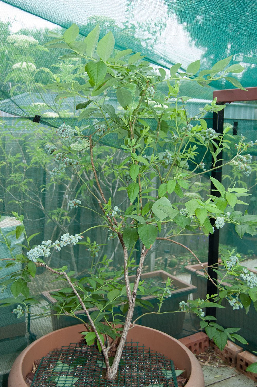 Blueberry Denise - Ladybird Nursery