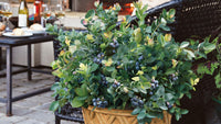 Blueberry 'Sunshine Blue' - Ladybird Nursery