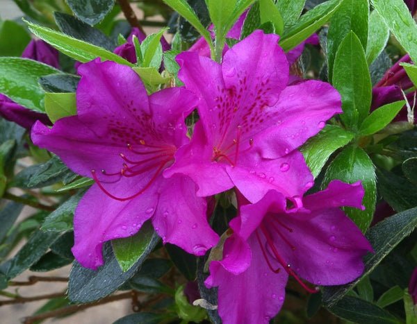 Azalea Favourite - Ladybird Nursery