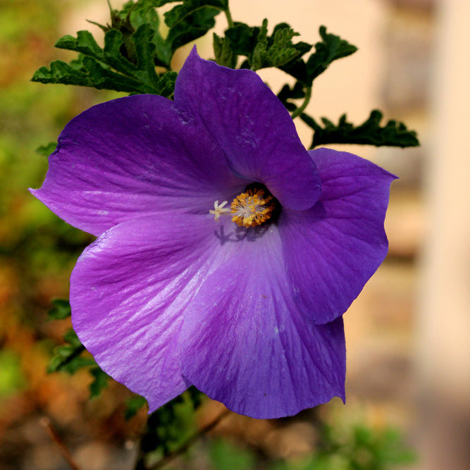 Native Hibiscus 'Blue Heeler' (Alyogyne huegelii)