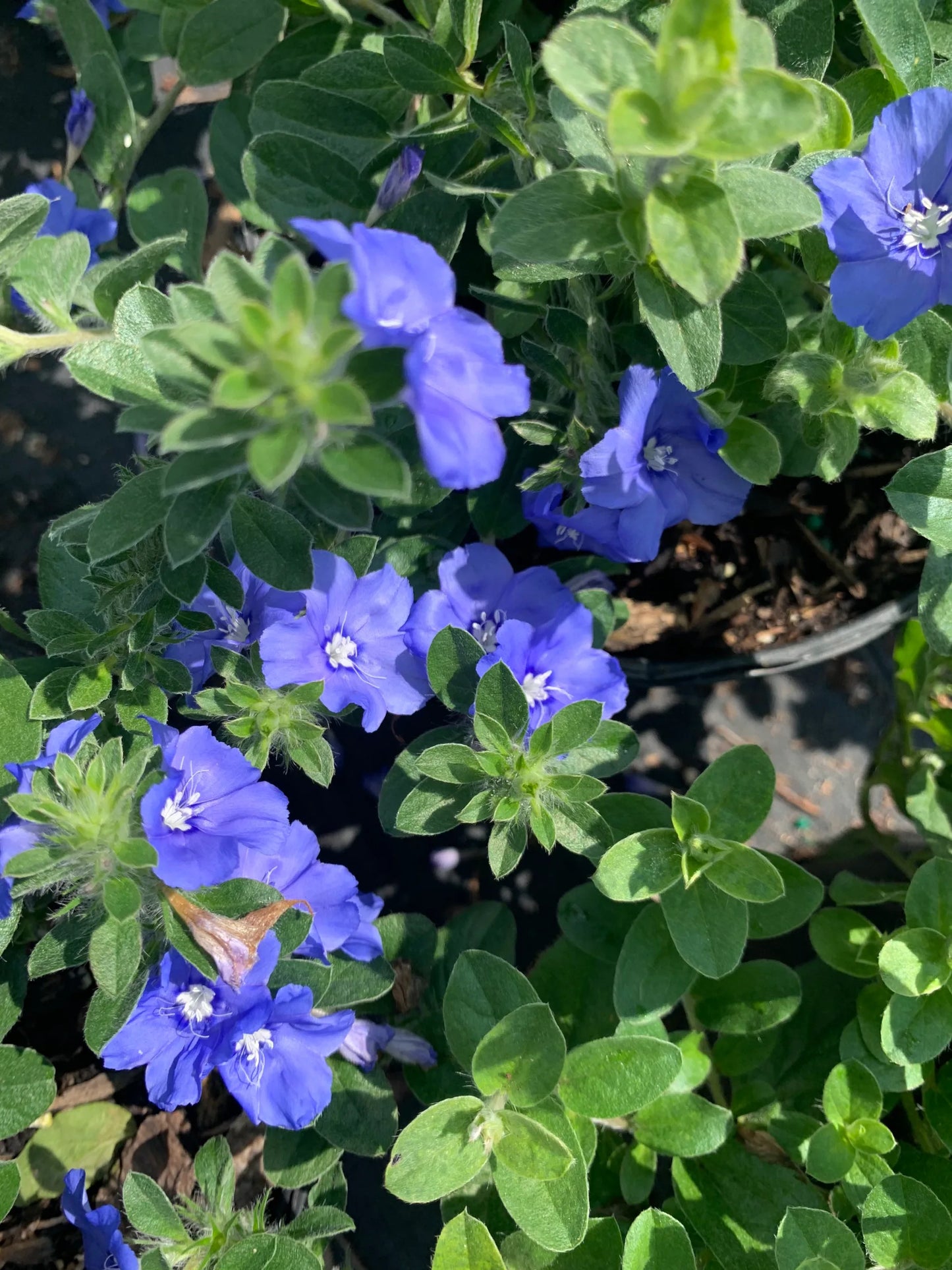 Blue Daze My Mind (Evolvulus Blue)