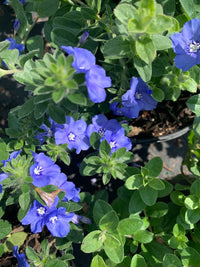 Blue Daze My Mind (Evolvulus Blue)