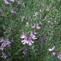 Coastal Rosemary 'Blue Moon' (Westringia) - Ladybird Nursery