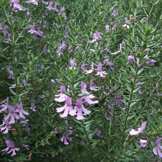 Coastal Rosemary 'Blue Moon' (Westringia) - Ladybird Nursery
